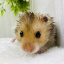 いそうでいない⁉️ふわふわゴールデンハムスター🐹🧡
