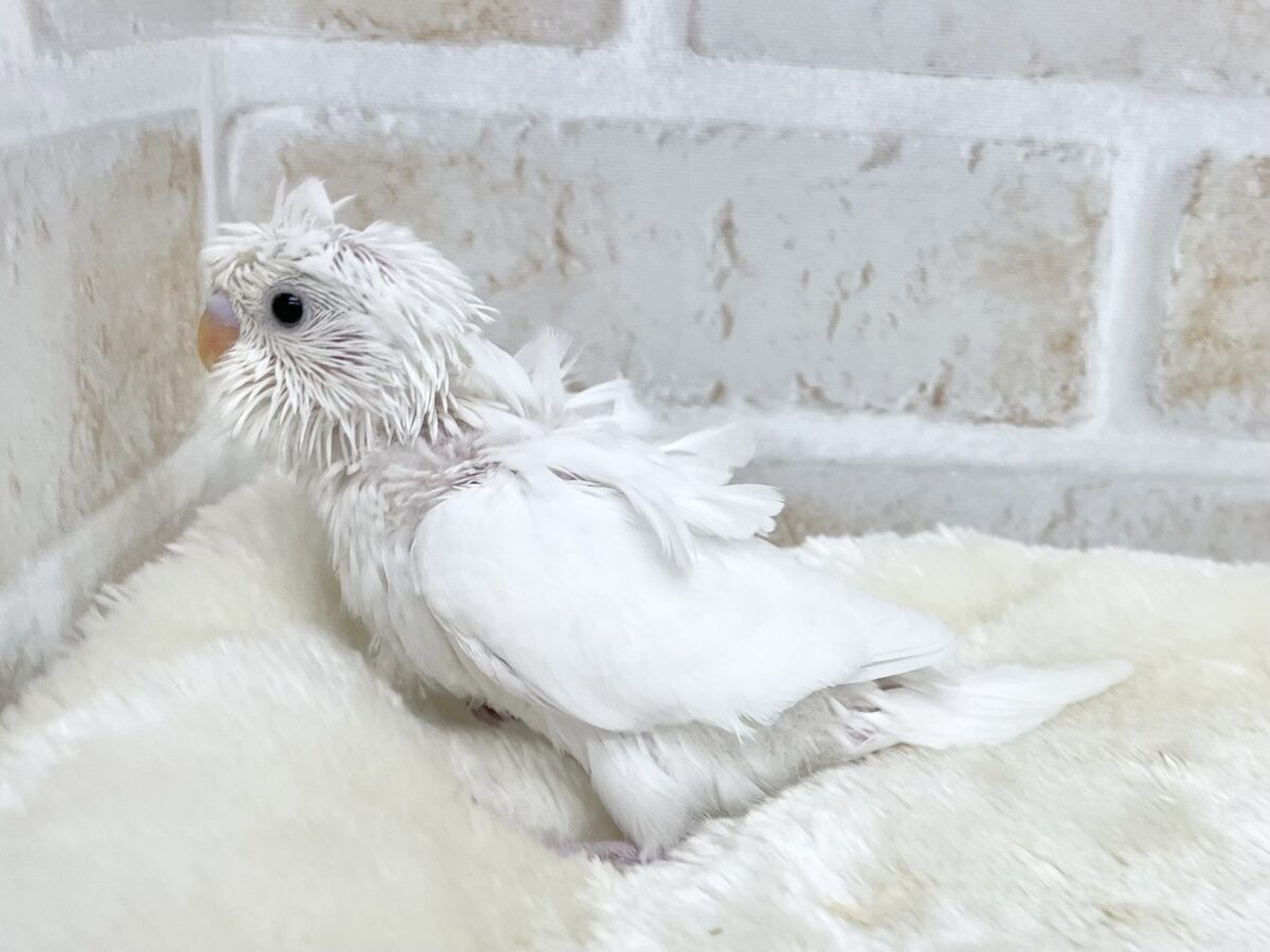 羽衣セキセイインコ