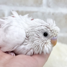 オシャレな無造作ヘア💇✨　羽衣セキセイインコ（ダブルファクタースパングルホワイト）