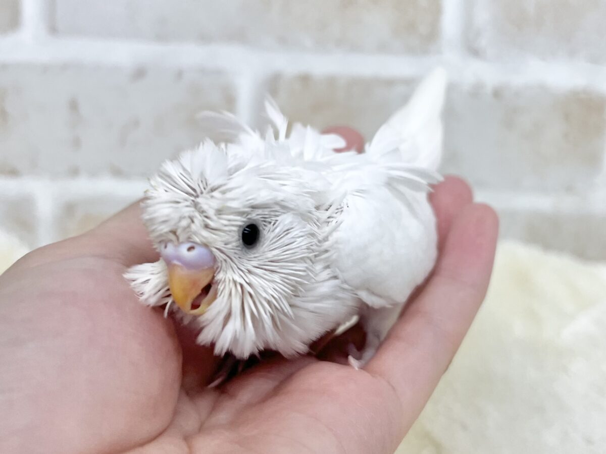 羽衣セキセイインコ