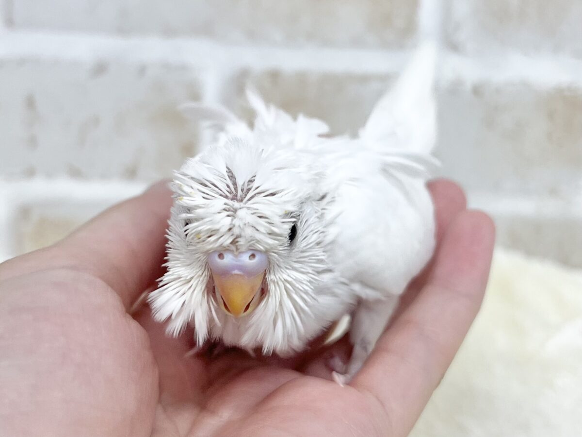 羽衣セキセイインコ