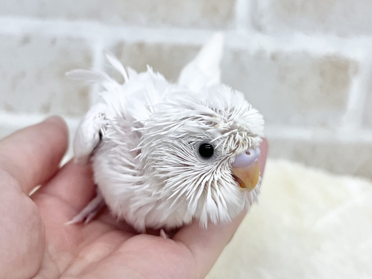 羽衣セキセイインコ