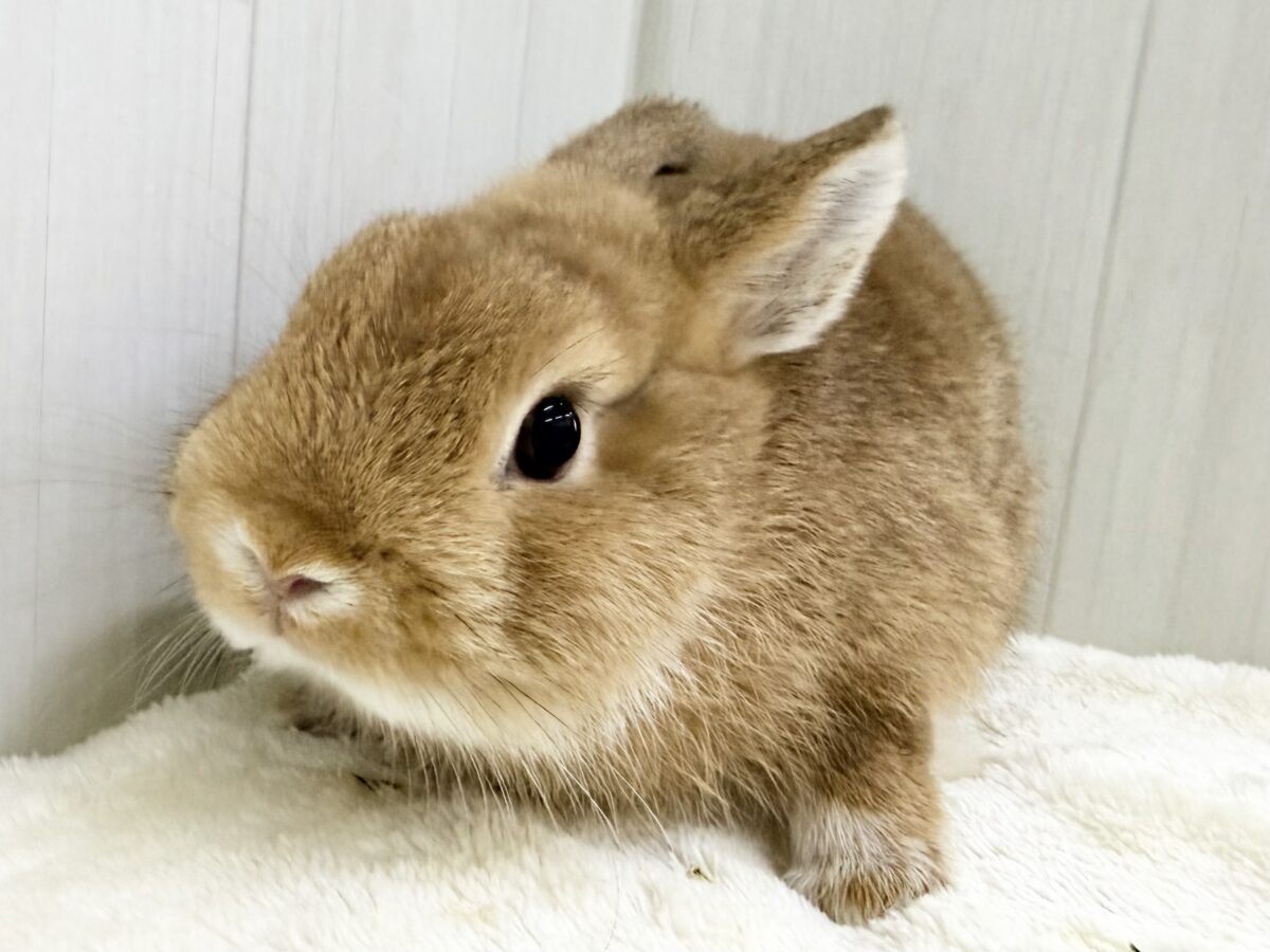 ネザーランドドワーフ