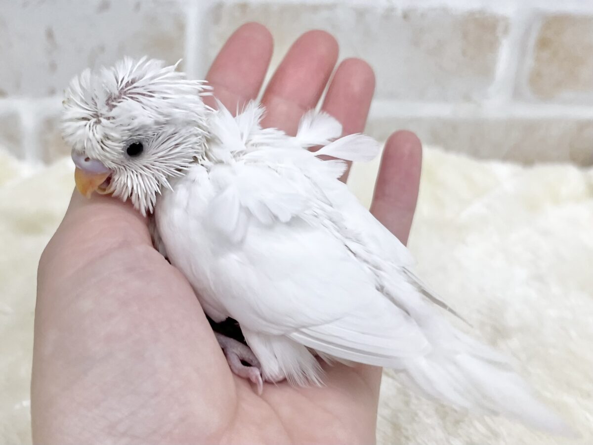羽衣セキセイインコ
