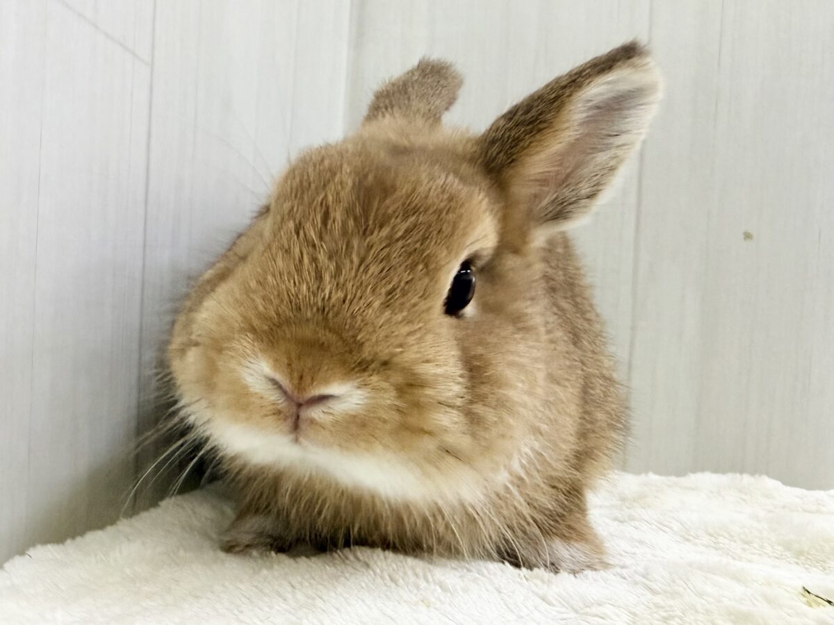 ネザーランドドワーフ
