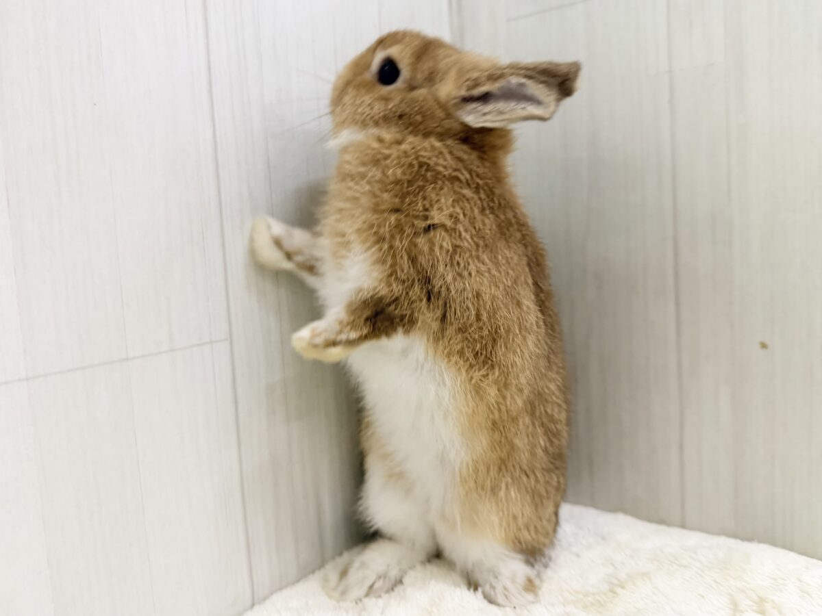 ネザーランドドワーフ