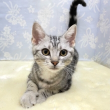 🐾.JUMPだにゃん🐾.*アメリカンショートヘアー(シルバータビー)💙男の子💙2026年5月16日生まれ