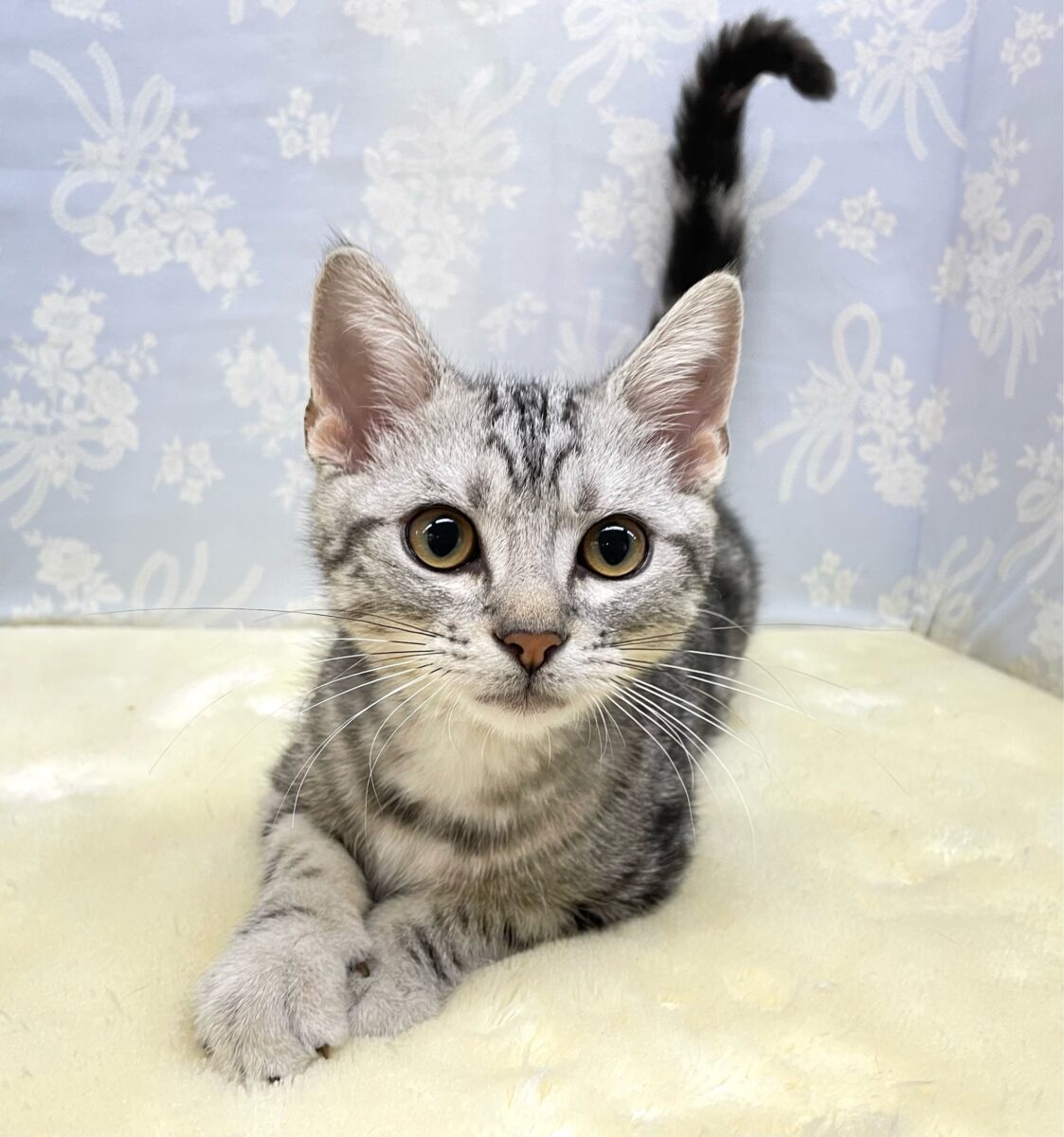 🐾.JUMPだにゃん🐾.*アメリカンショートヘアー(シルバータビー)💙男の子💙2026年5月16日生まれ アメリカンショートヘア