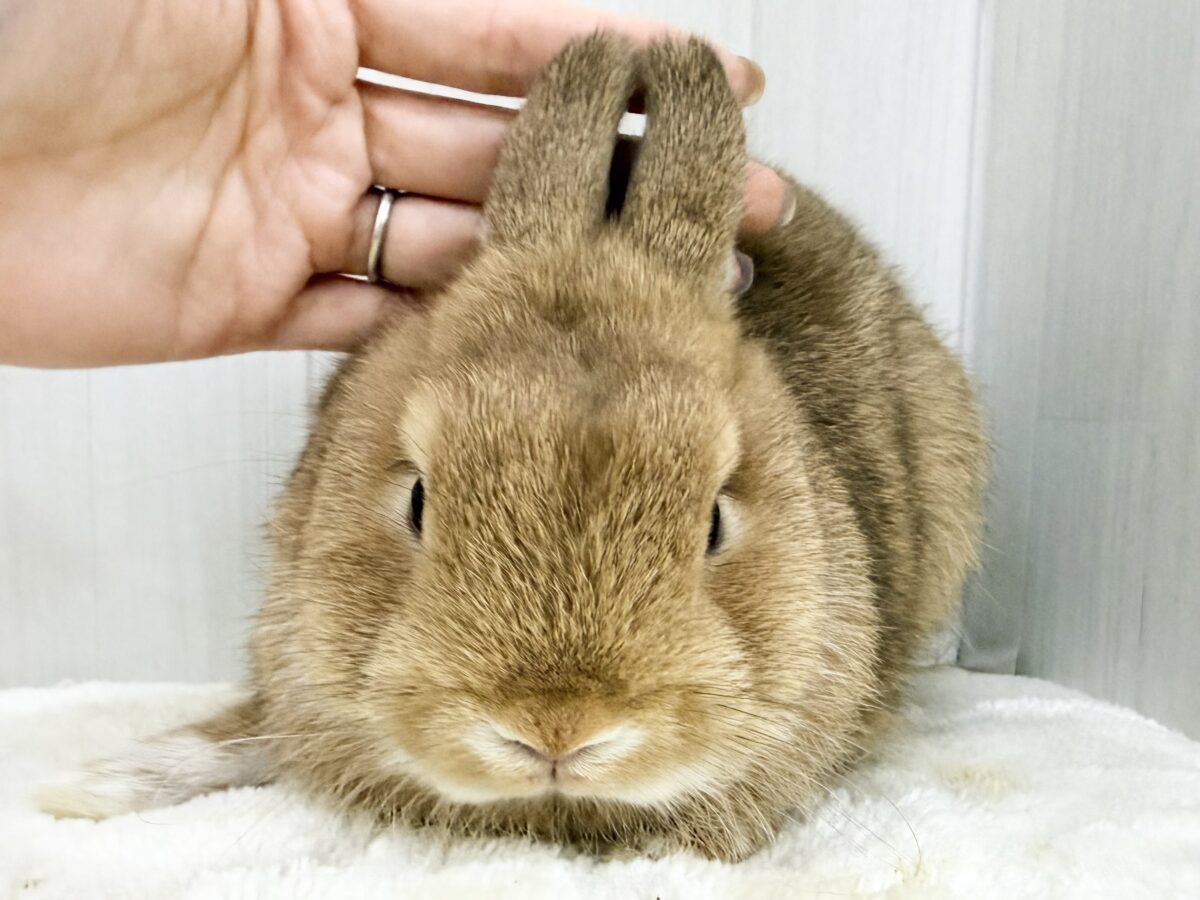ネザーランドドワーフ