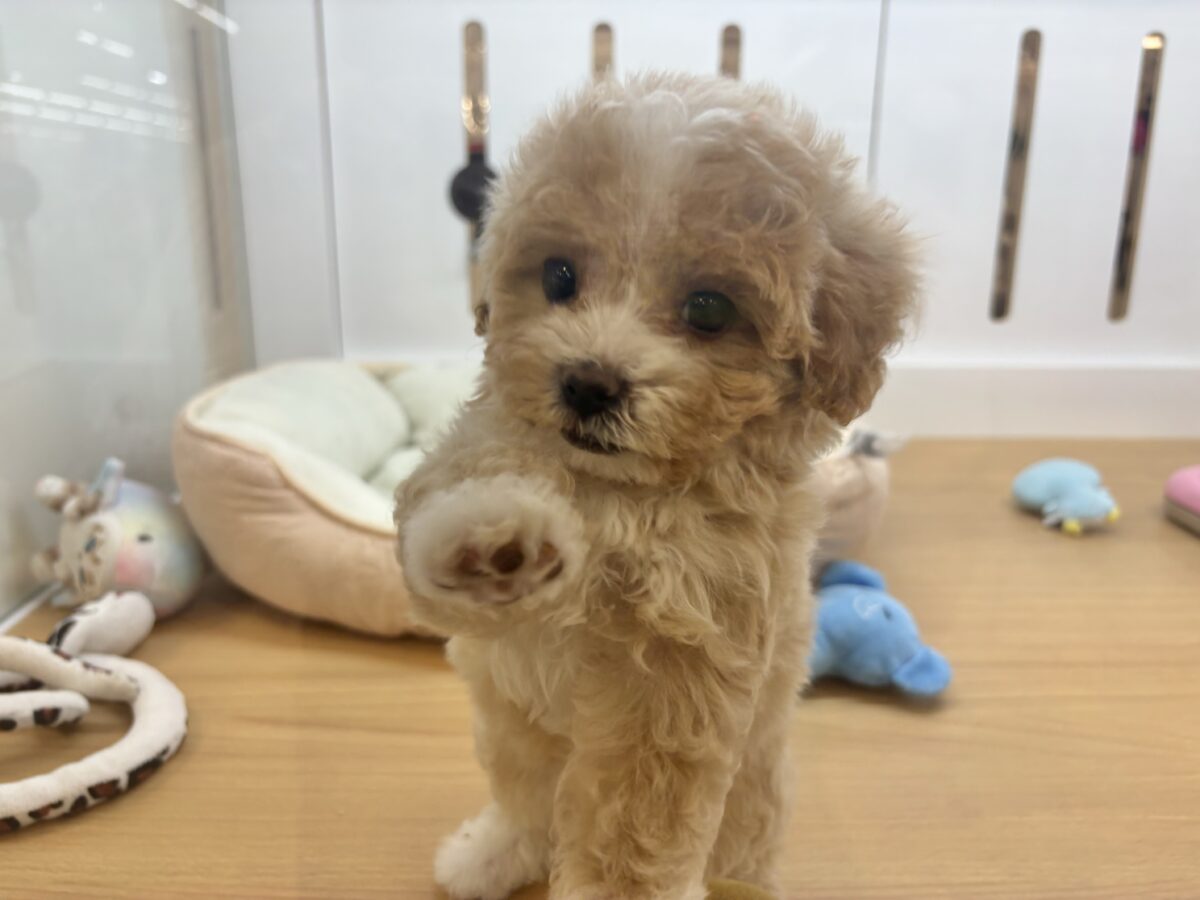 特大の可愛いをお届けぇ〜♡♡マルプーちゃん! マルプー