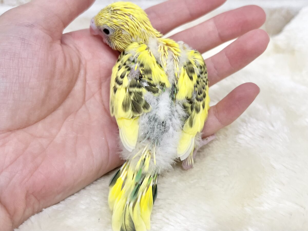セキセイインコ