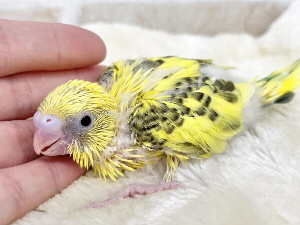 セキセイインコ