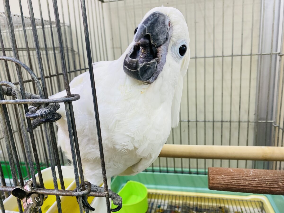 タイハクオウム