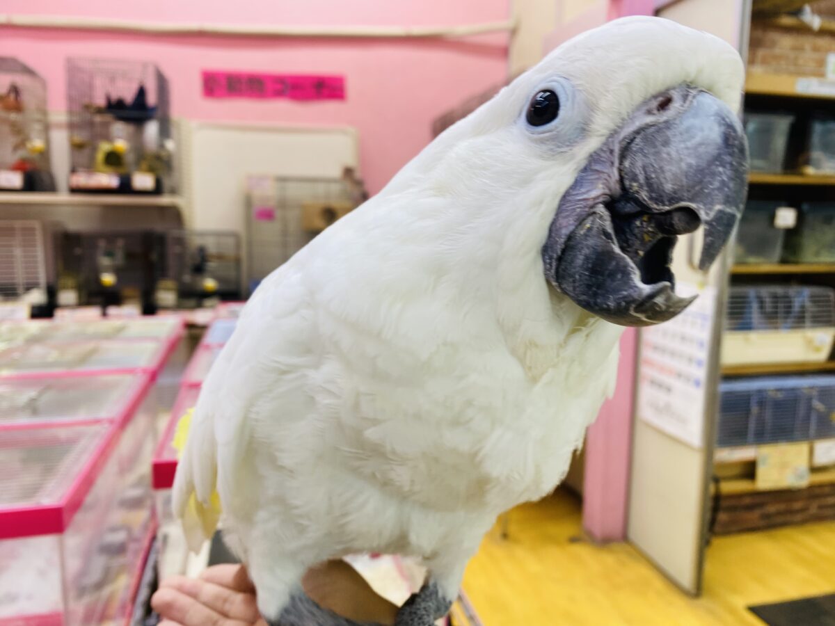 タイハクオウム