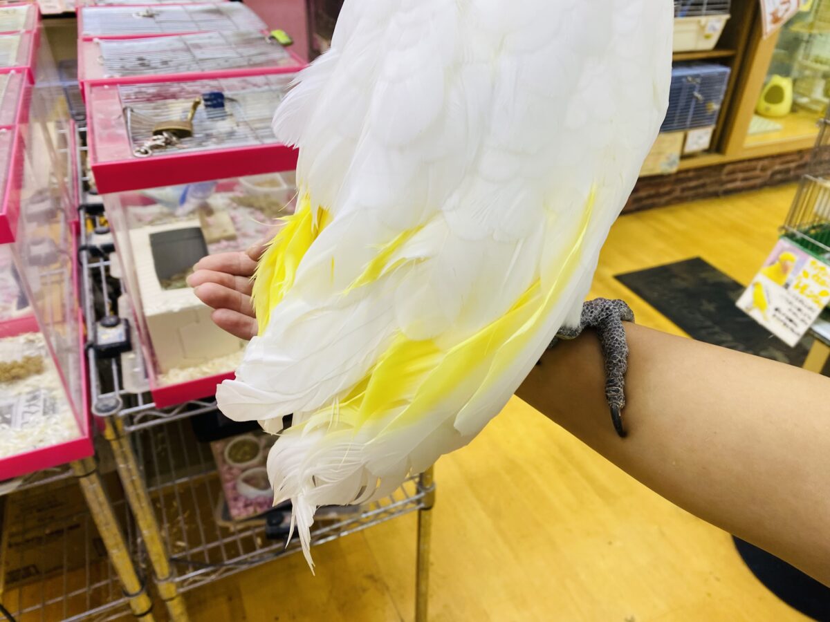 タイハクオウム