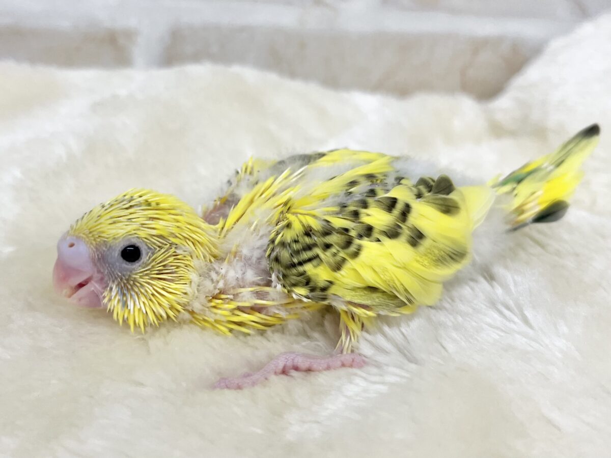 セキセイインコ