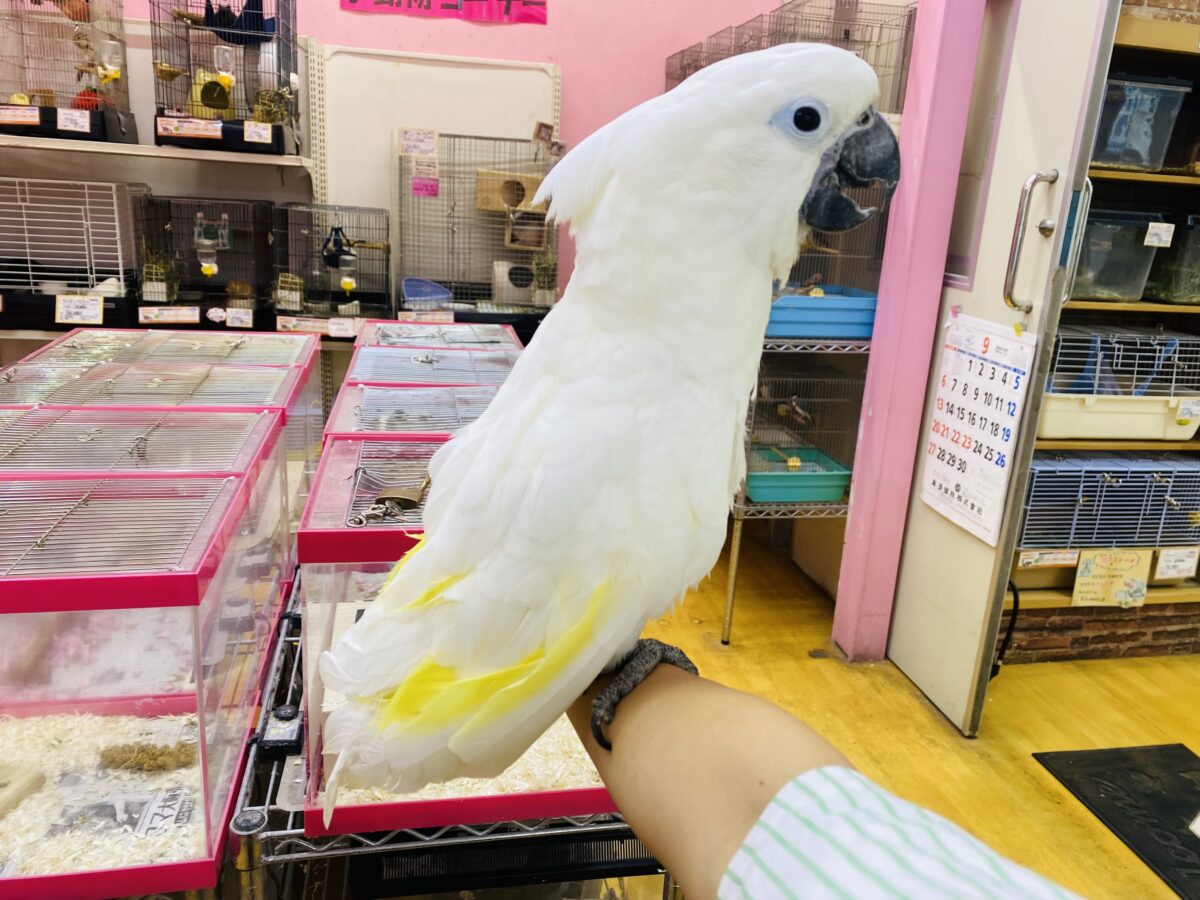 タイハクオウム