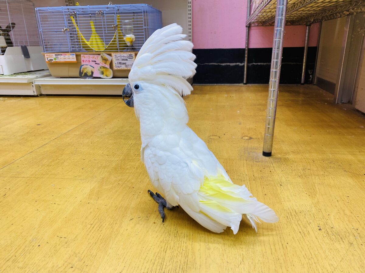 タイハクオウム
