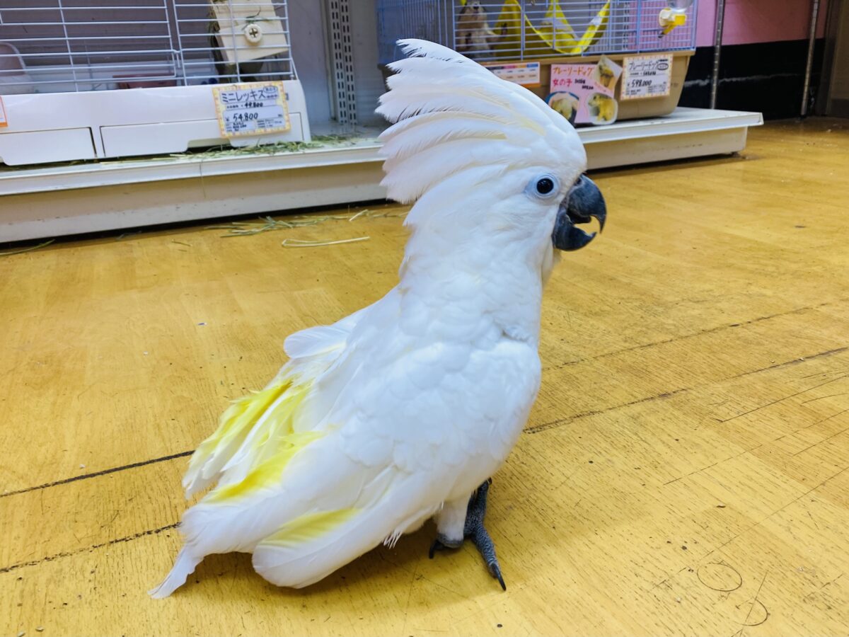タイハクオウム