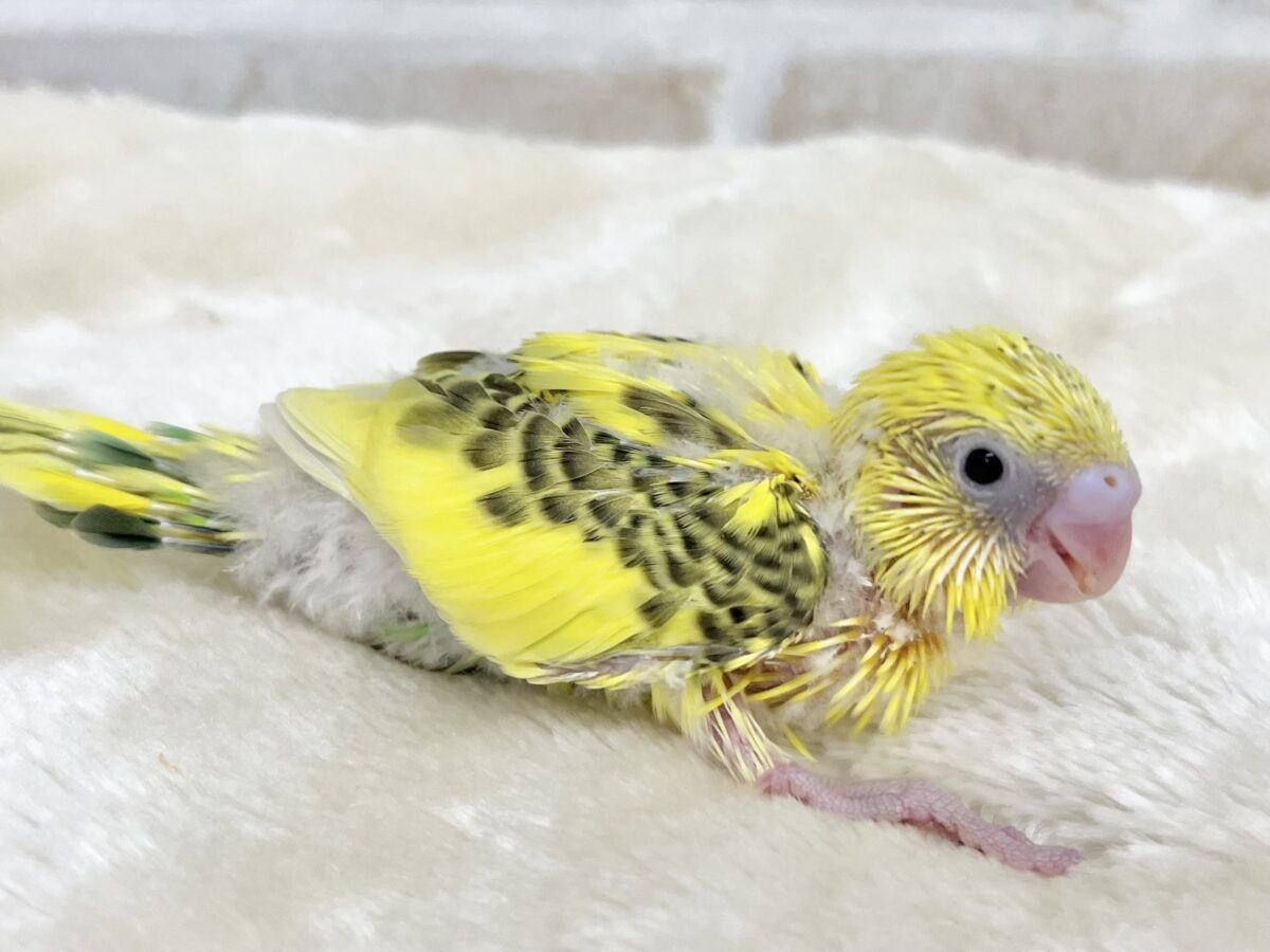 セキセイインコ