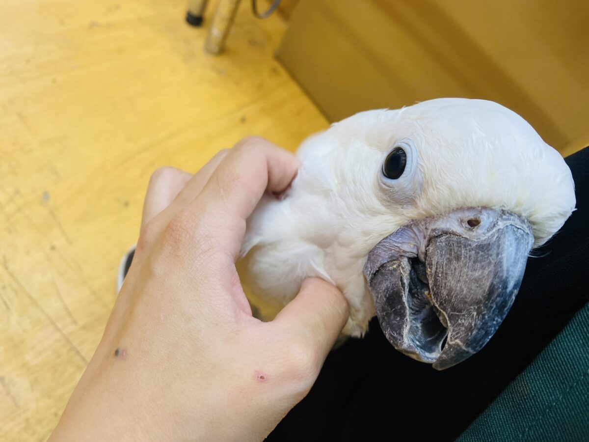タイハクオウム