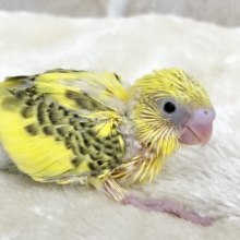 スポット多め〜😄🎶　セキセイインコ（ハルクイン）
