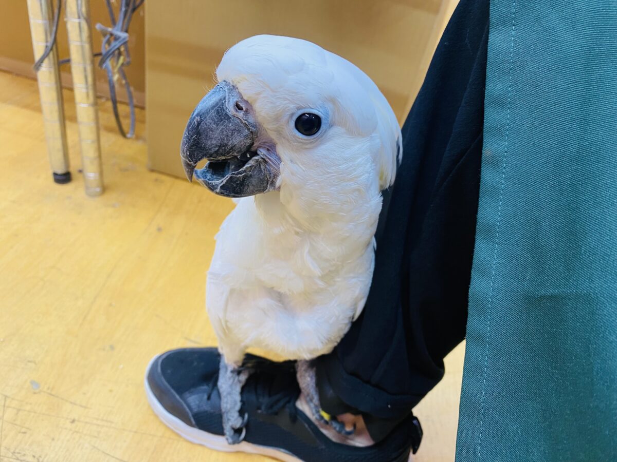 タイハクオウム