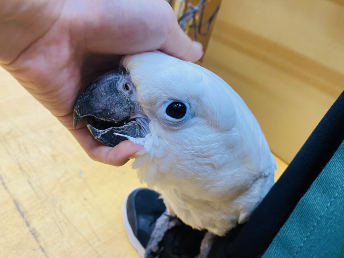 タイハクオウム