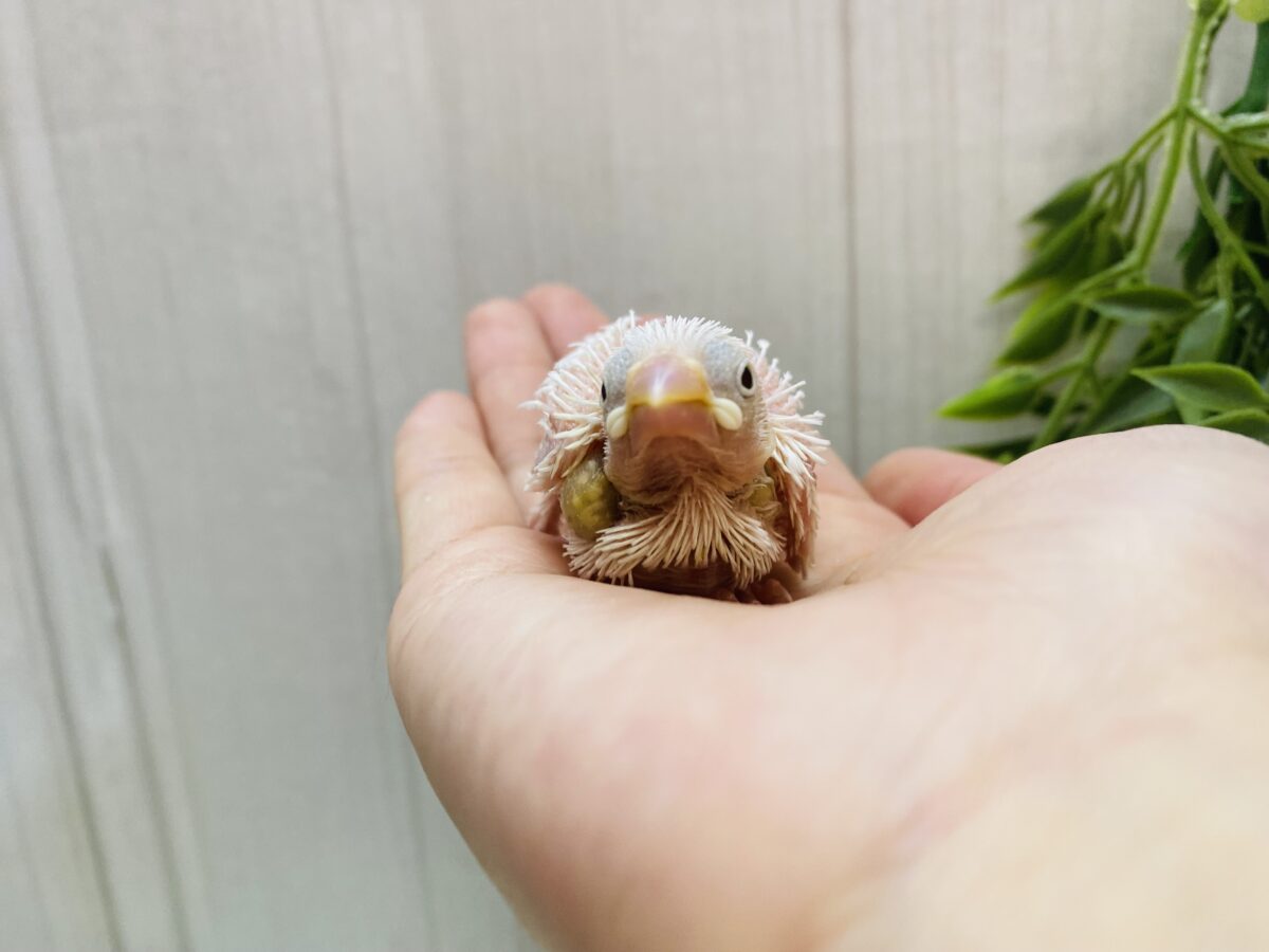 白文鳥