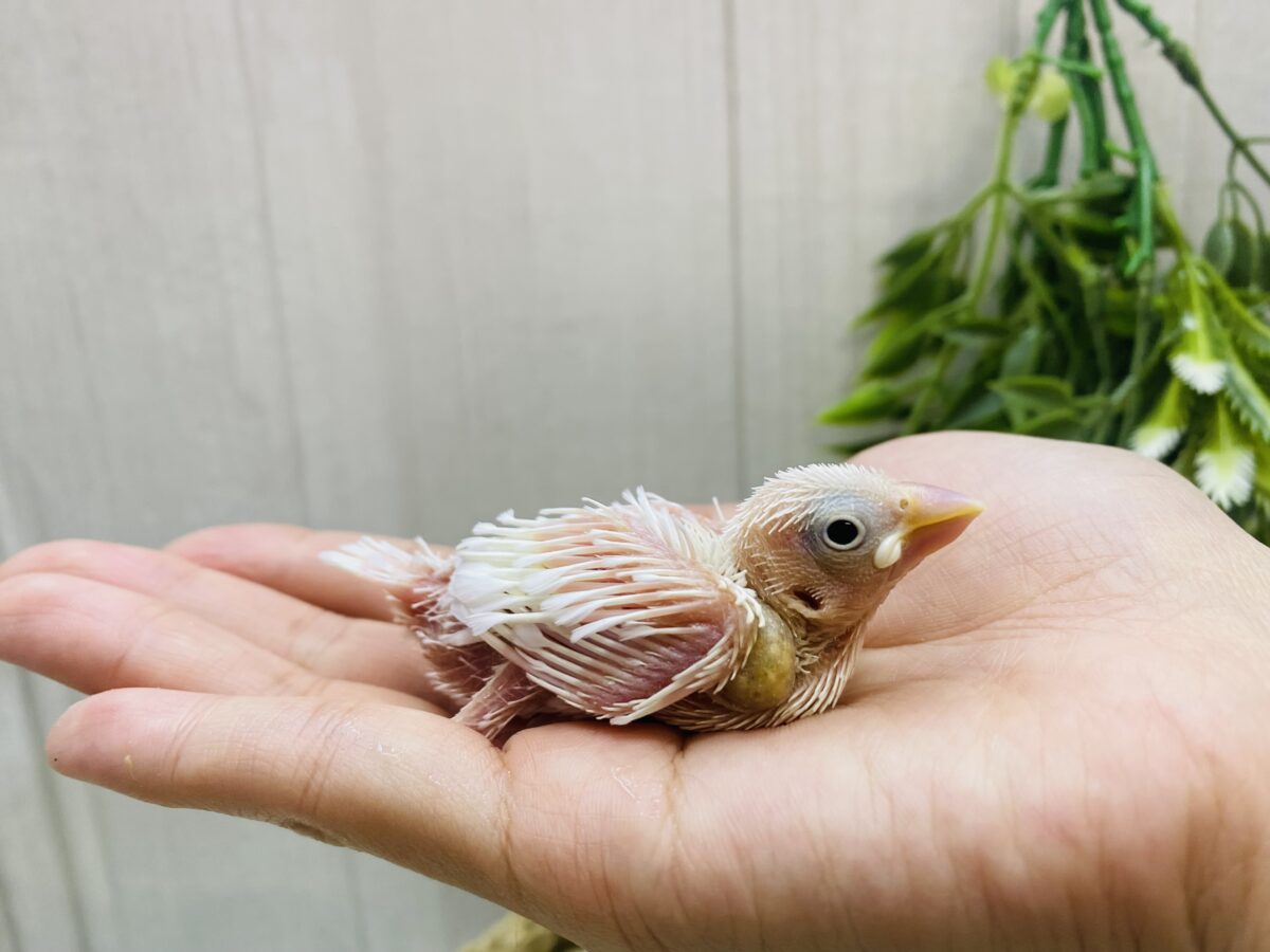 白文鳥