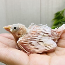 お久しぶりです♪純白🤍白文鳥さん✨