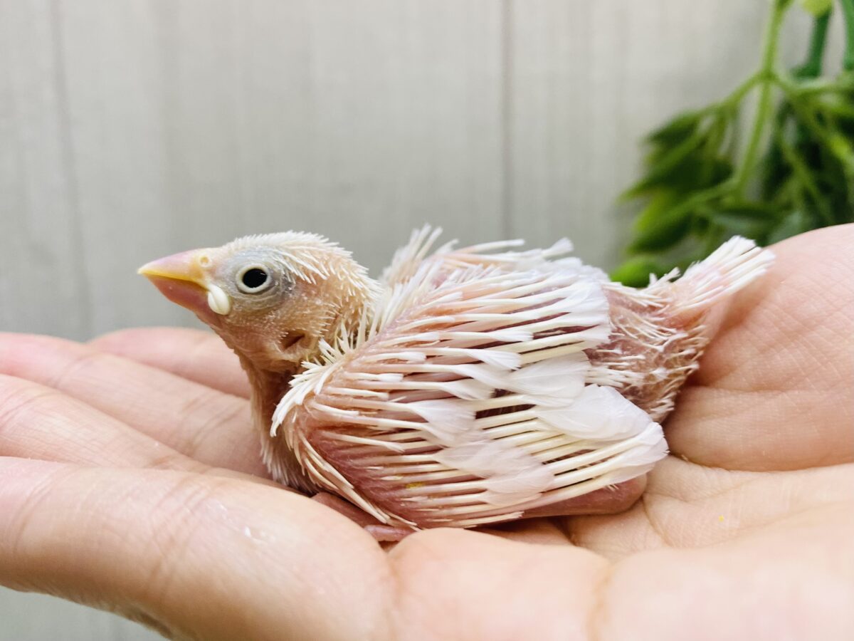 お久しぶりです♪純白🤍白文鳥さん✨