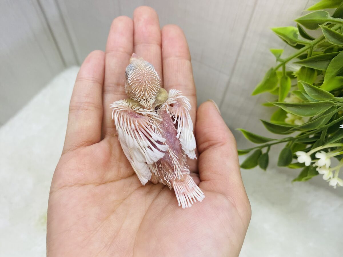 白文鳥