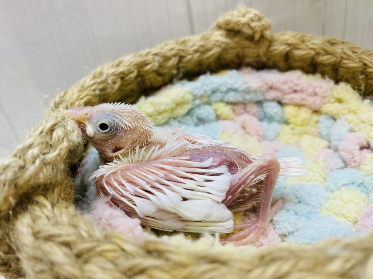 白文鳥