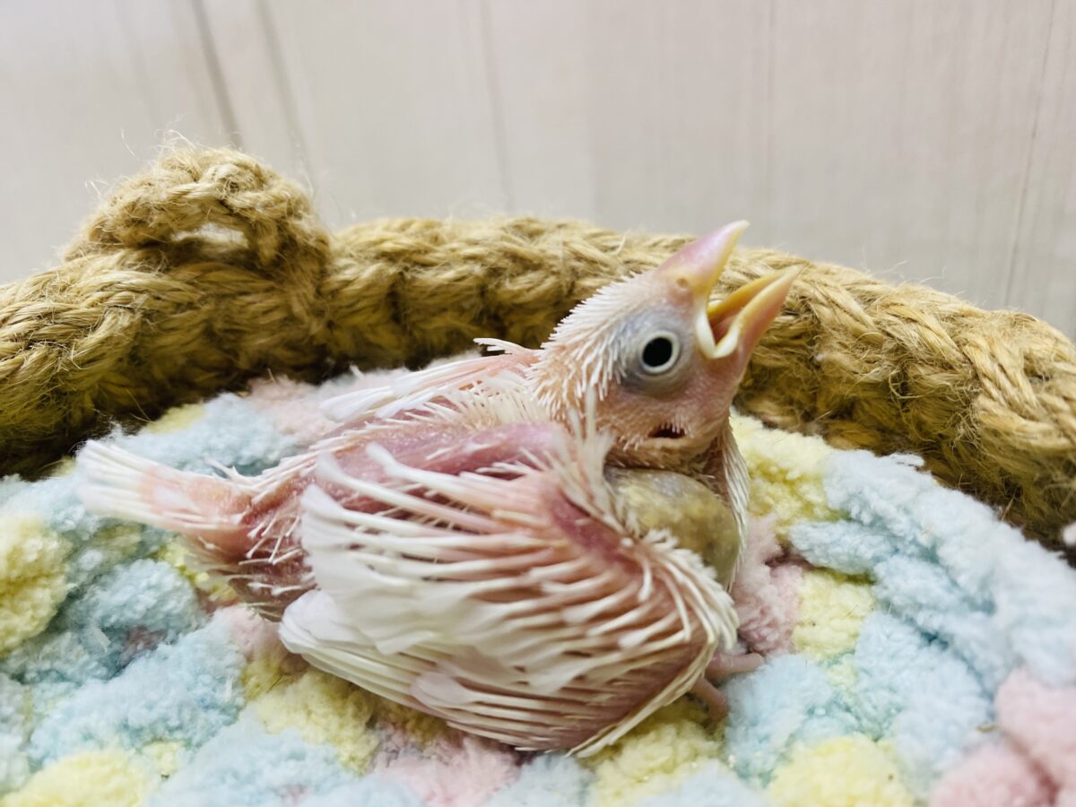 白文鳥