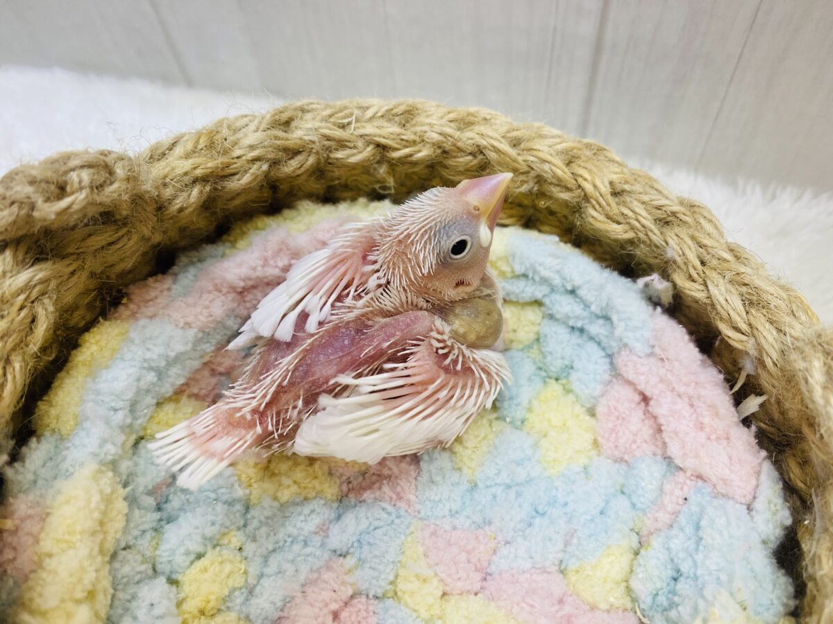 白文鳥