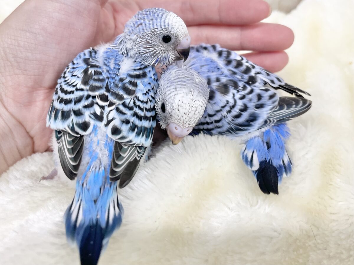 セキセイインコ