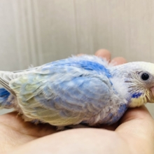 🤩夜空に輝く星空のよう✨セキセイインコパステルレインボー🌟