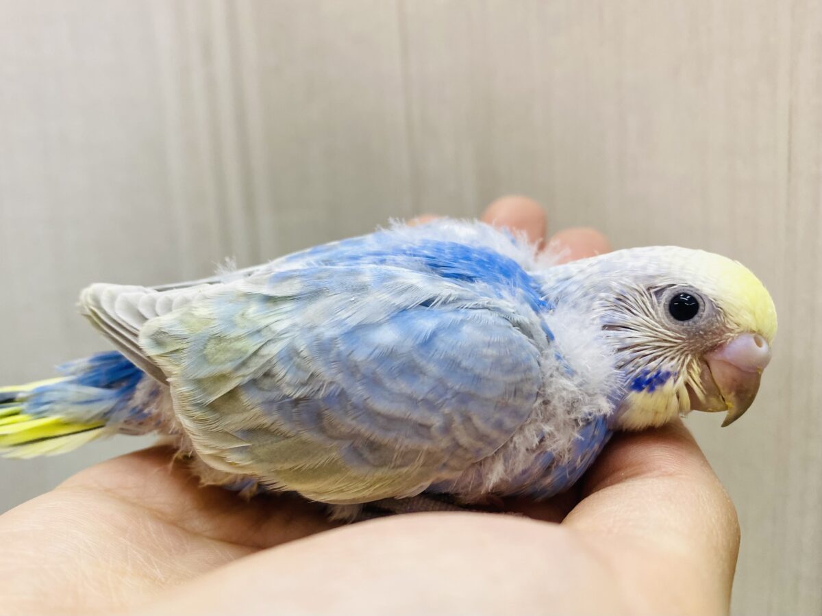 🤩夜空に輝く星空のよう✨セキセイインコパステルレインボー🌟