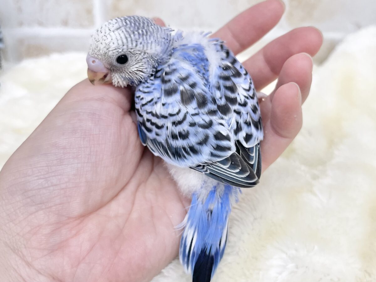 ブルオパコンビ💙🩵✨ セキセイインコ(ブルーオパーリン) セキセイインコ