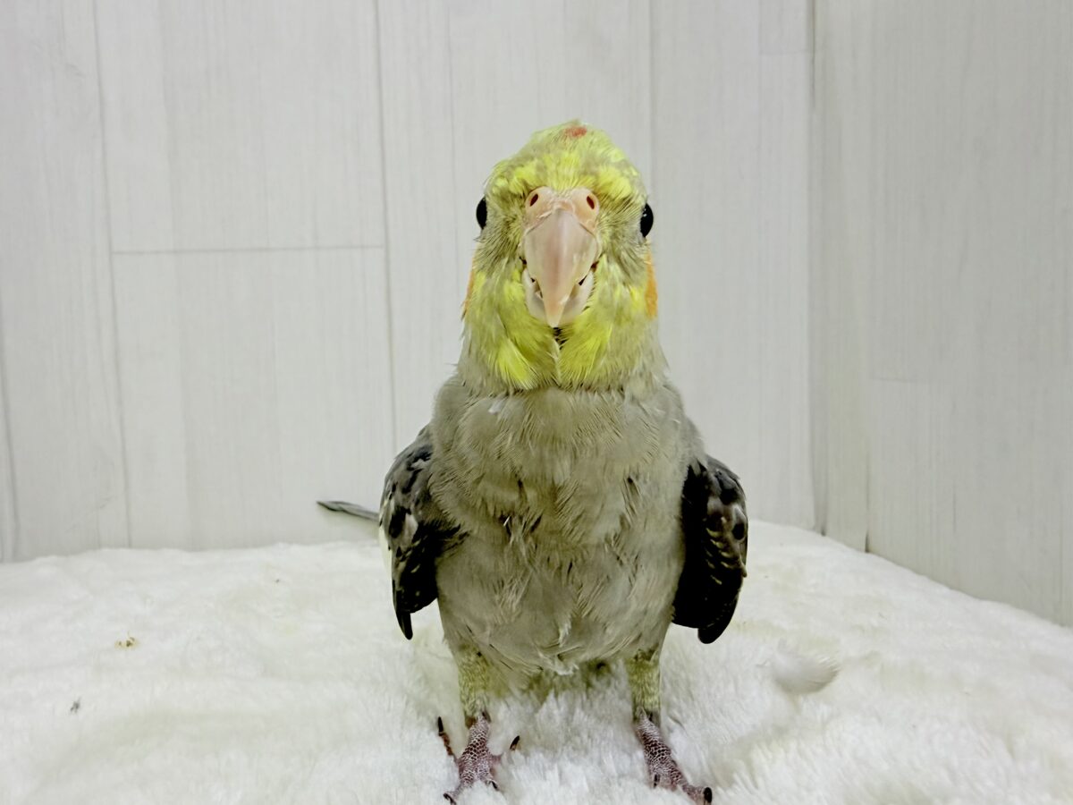 オカメインコ