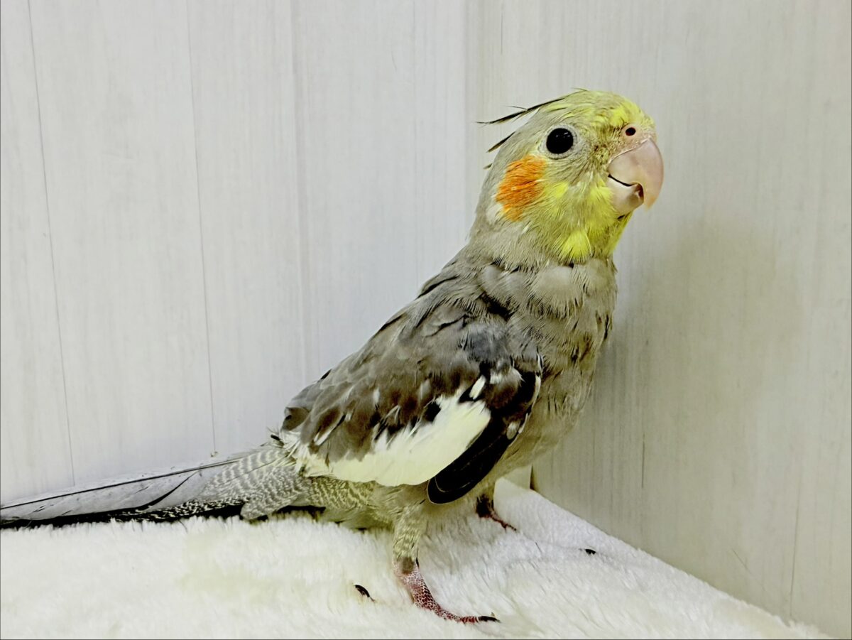 オカメインコ