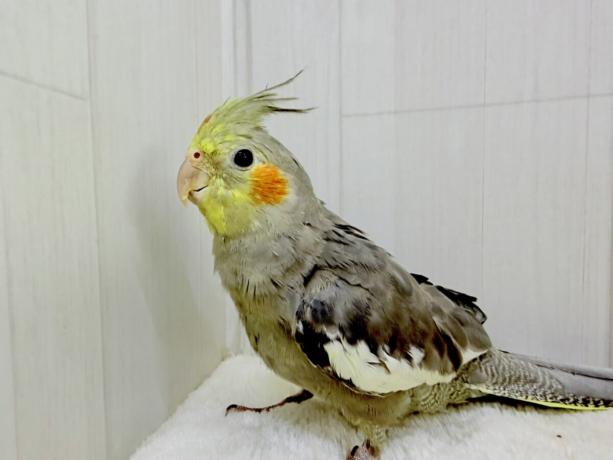 オカメインコ