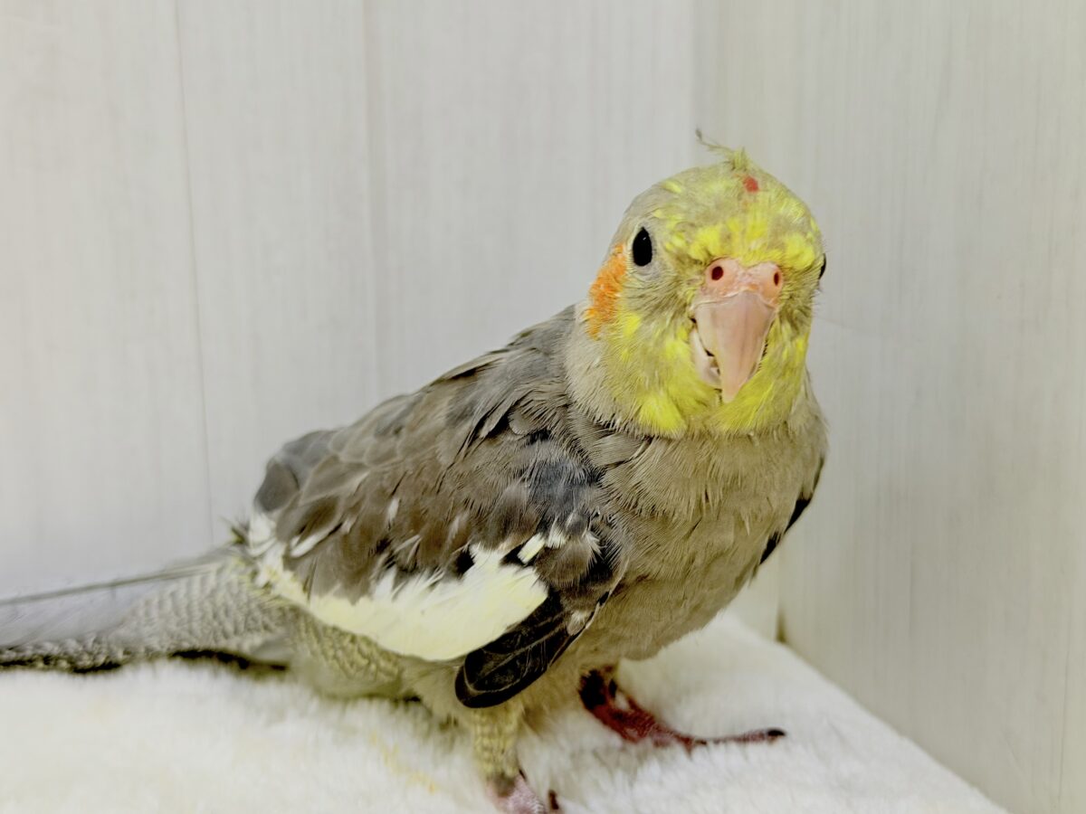 オカメインコ