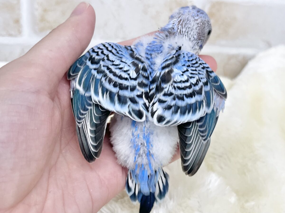 ブルオパコンビ💙🩵✨ セキセイインコ(ブルーオパーリン) セキセイインコ