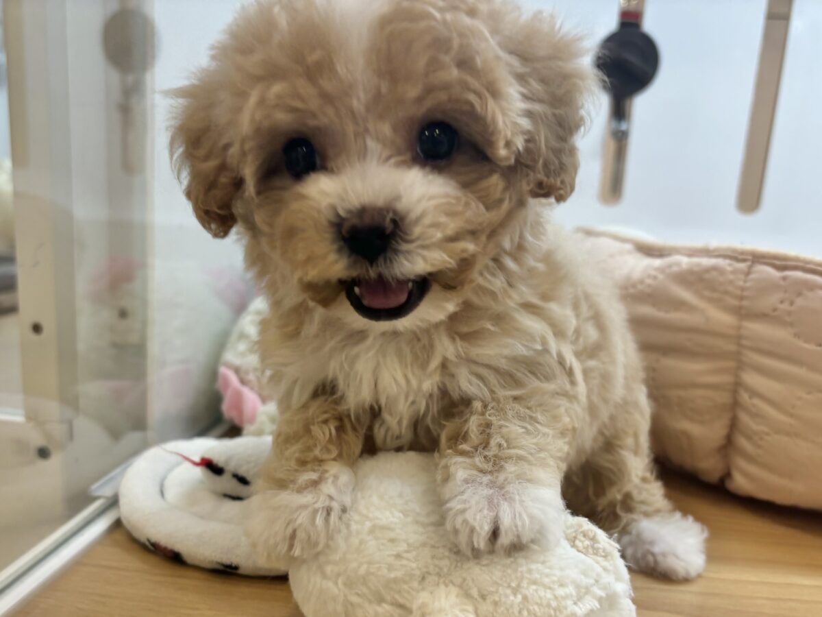 特大の可愛いをお届けぇ〜♡♡マルプーちゃん! マルプー