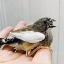 ちょこっと白が入ってます❕キンカ鳥パイド🌟