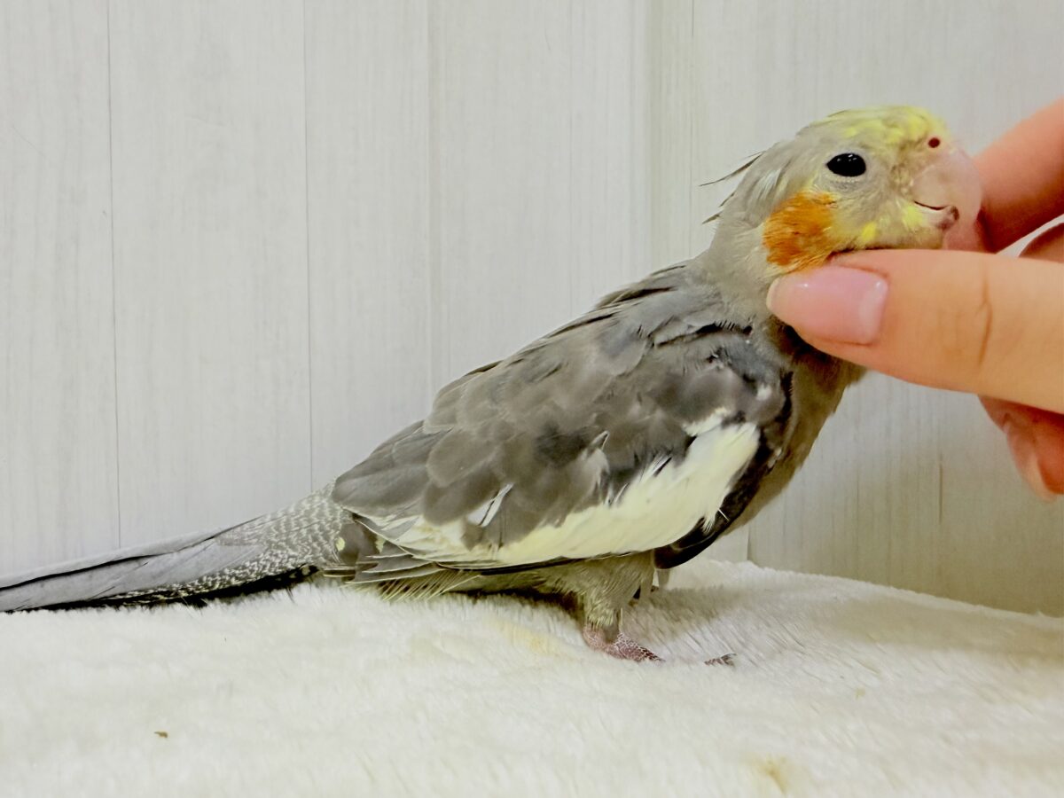 オカメインコ