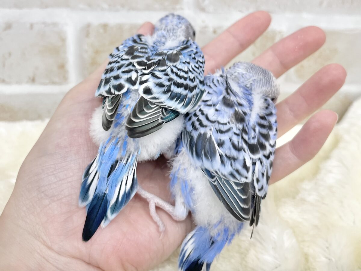 ブルオパコンビ💙🩵✨ セキセイインコ(ブルーオパーリン) セキセイインコ