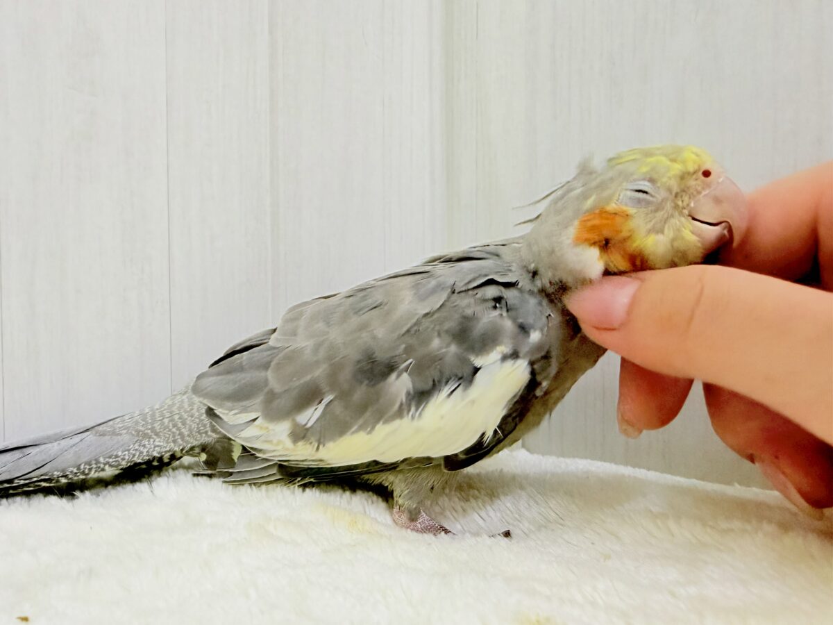 オカメインコ